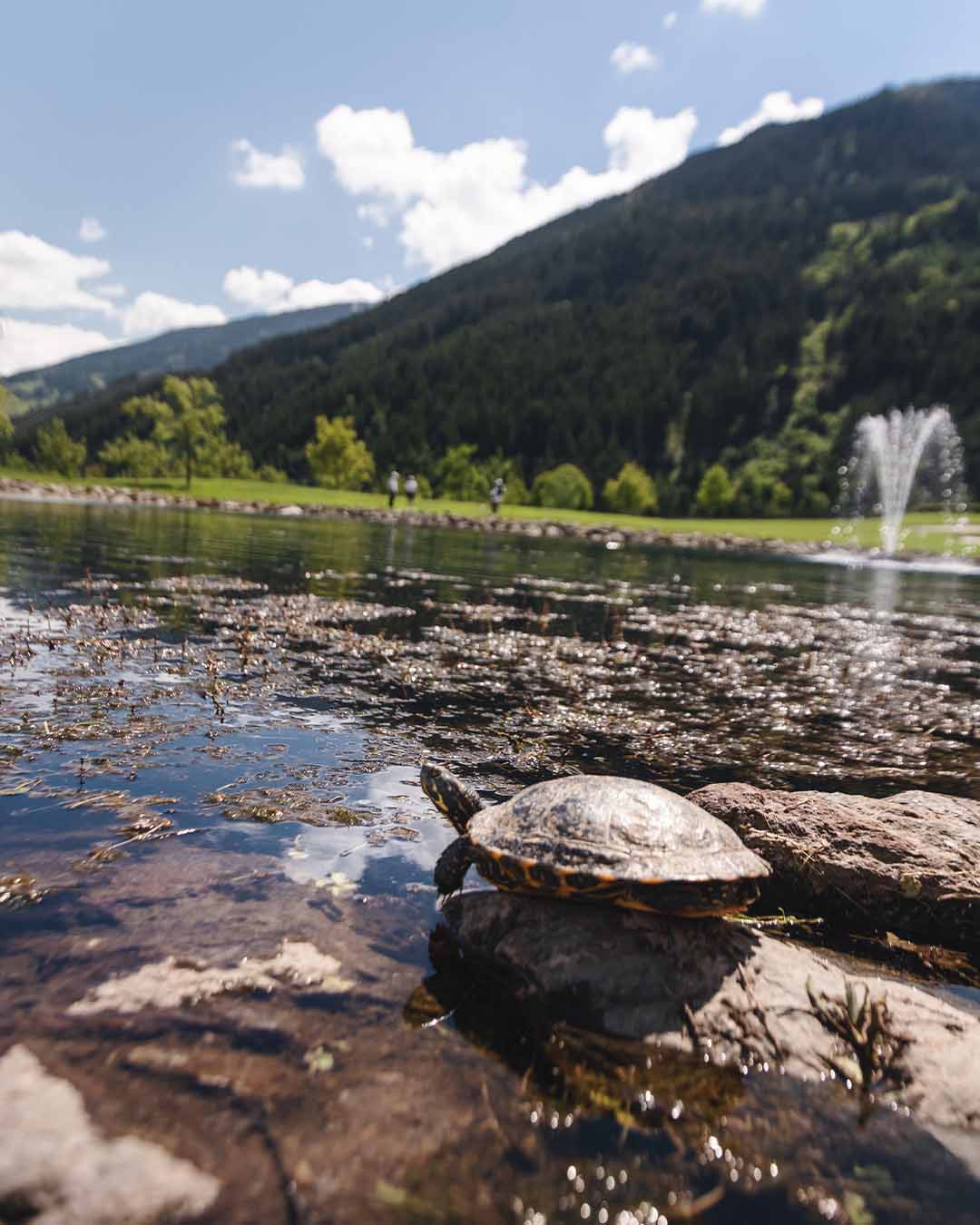 Golf-turtle-water-Sportresidenz-7-Golfclub Zillertal